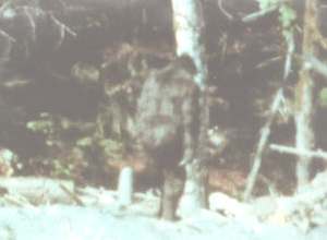 70s Bigfoot Amateur Video
